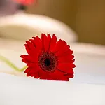 Ibis Hotell